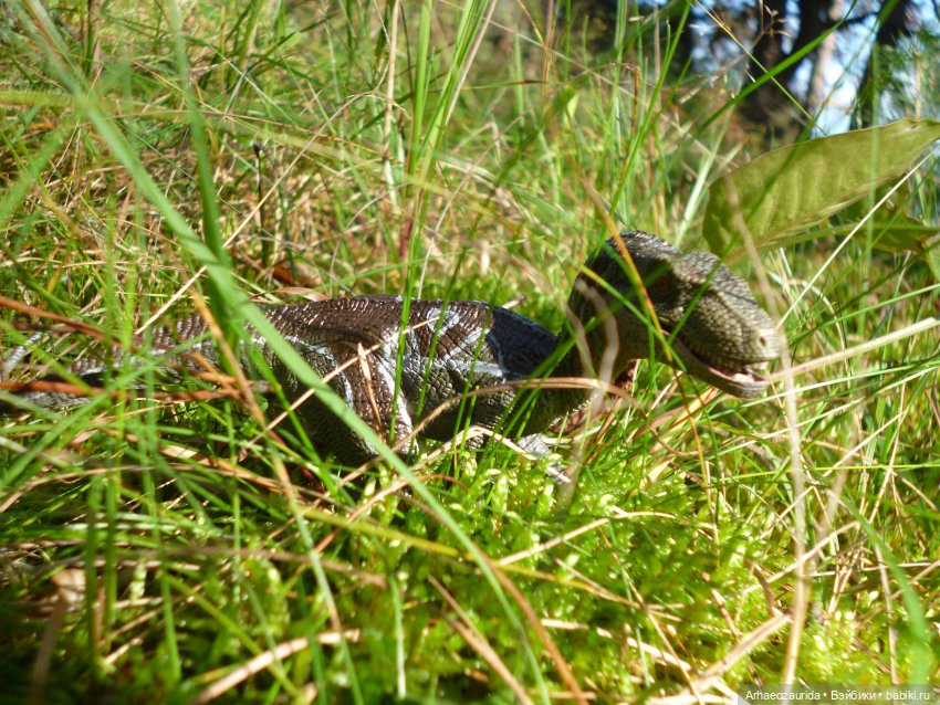 Возвращение Шеда (продолжение «Ящеров у Реки») | Бэйбики Возвращение Шеда (продолжение «Ящеров у Реки») (фото 6)