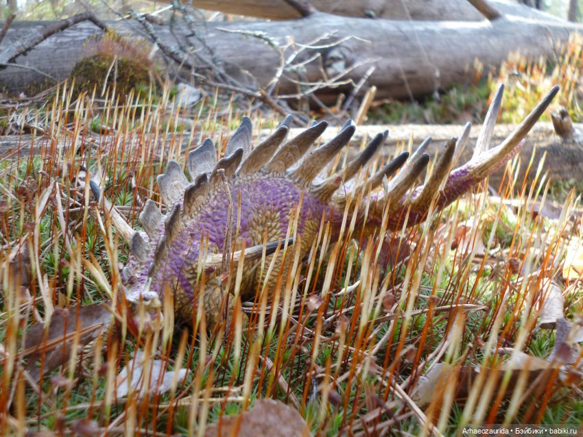 Теризинозавры: Когти Ломаного Леса