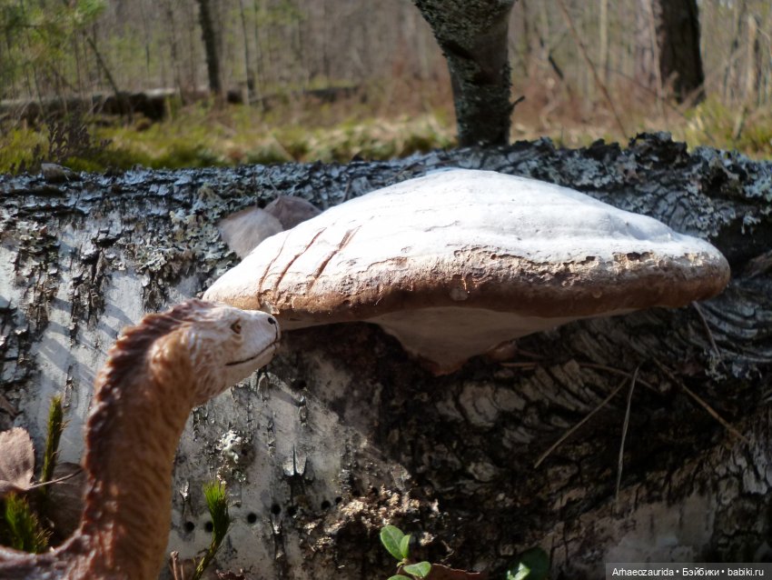 Теризинозавры: Когти Ломаного Леса