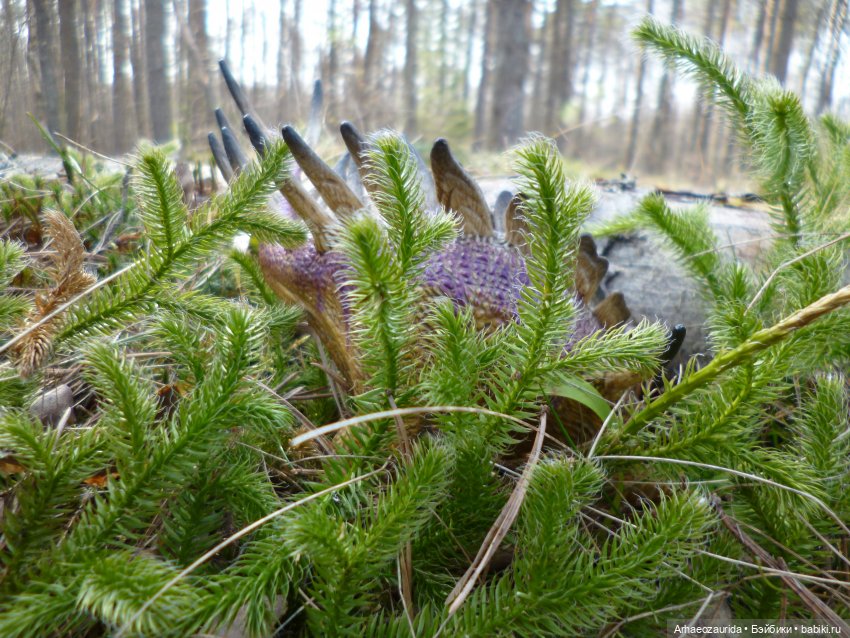 Теризинозавры: Когти Ломаного Леса (фото 9)