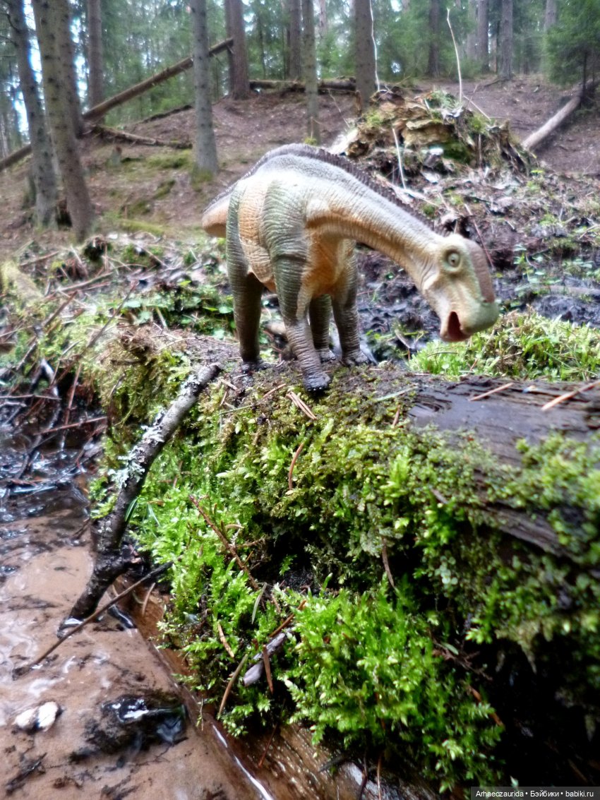 Карнотавры: спорная территория (фото 8)