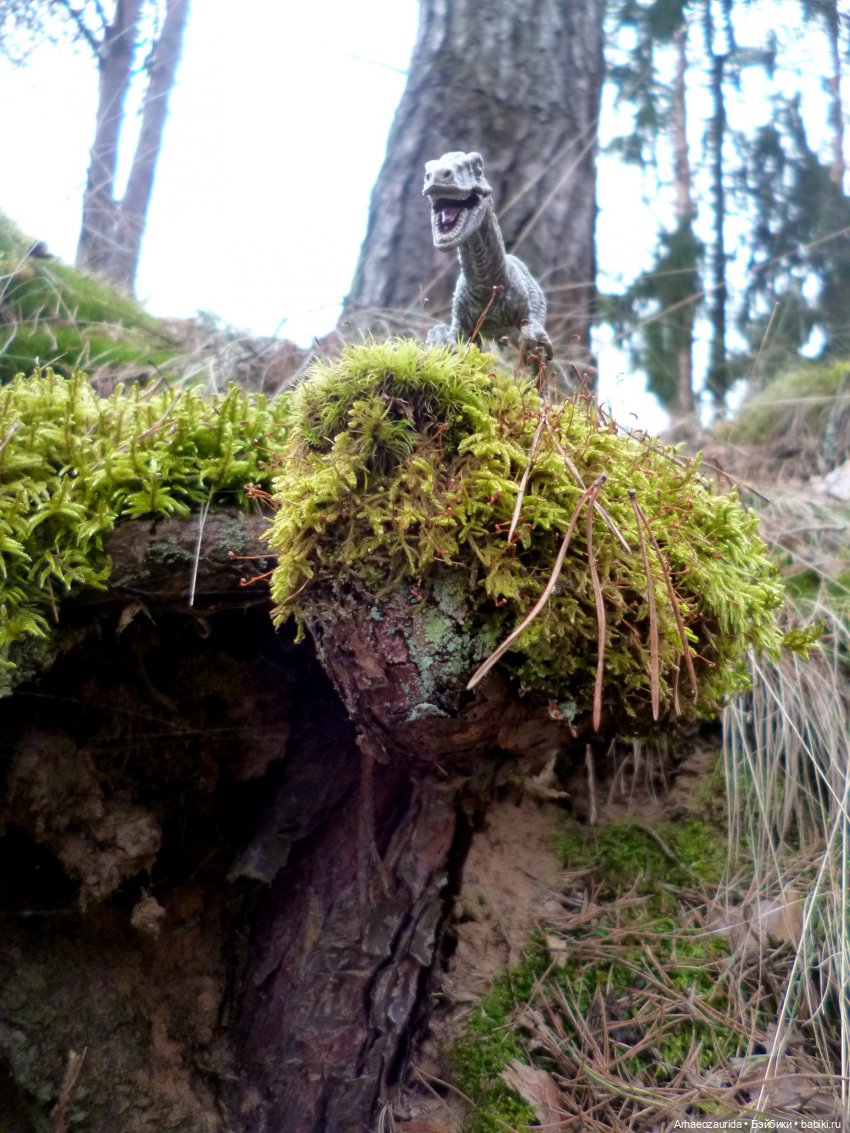 Карнотавры: спорная территория (фото 9)