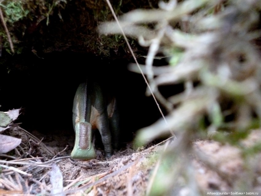 Карнотавры: спорная территория (фото 7)