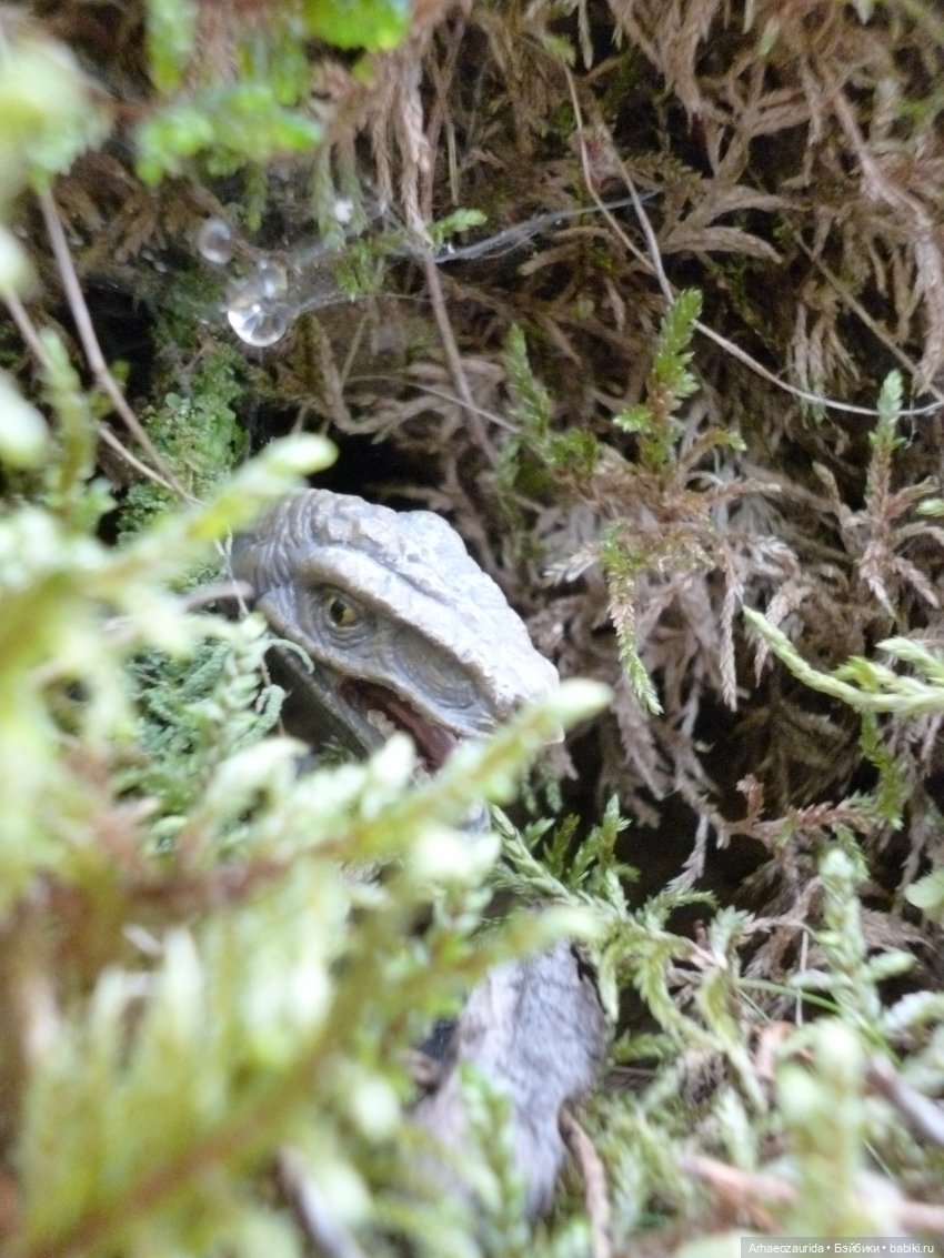Карнотавры: спорная территория (фото 3)