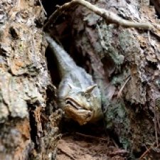 Карнотавры: спорная территория