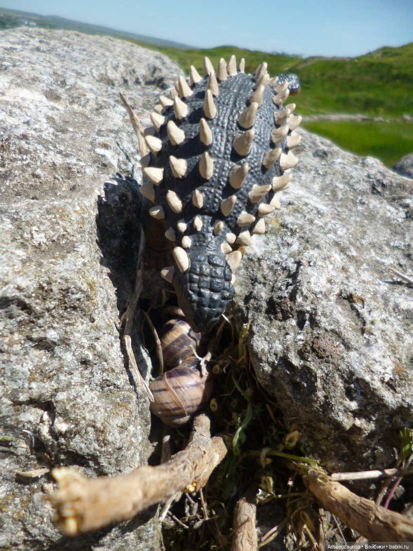 Скрытноречье: ящеры в горах и у моря (фото 8)