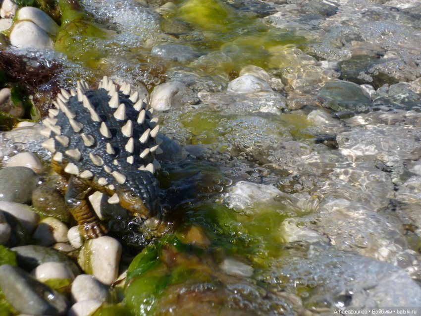 Скрытноречье: ящеры в горах и у моря