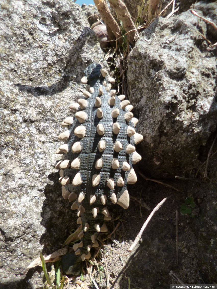 Скрытноречье: ящеры в горах и у моря (фото 6)