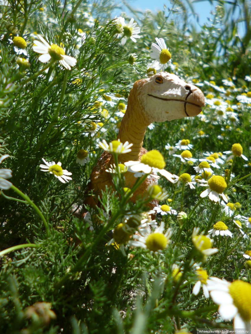 Скрытноречье: ящеры в горах и у моря (фото 2)