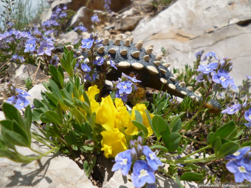 Скрытноречье: ящеры в горах и у моря (фото 3)
