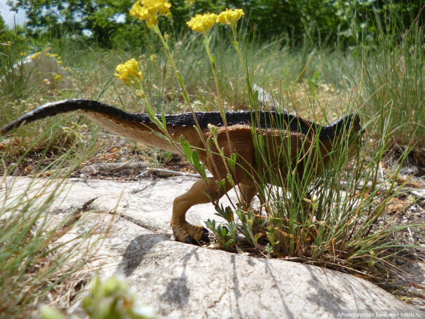Скрытноречье: ящеры в горах и у моря