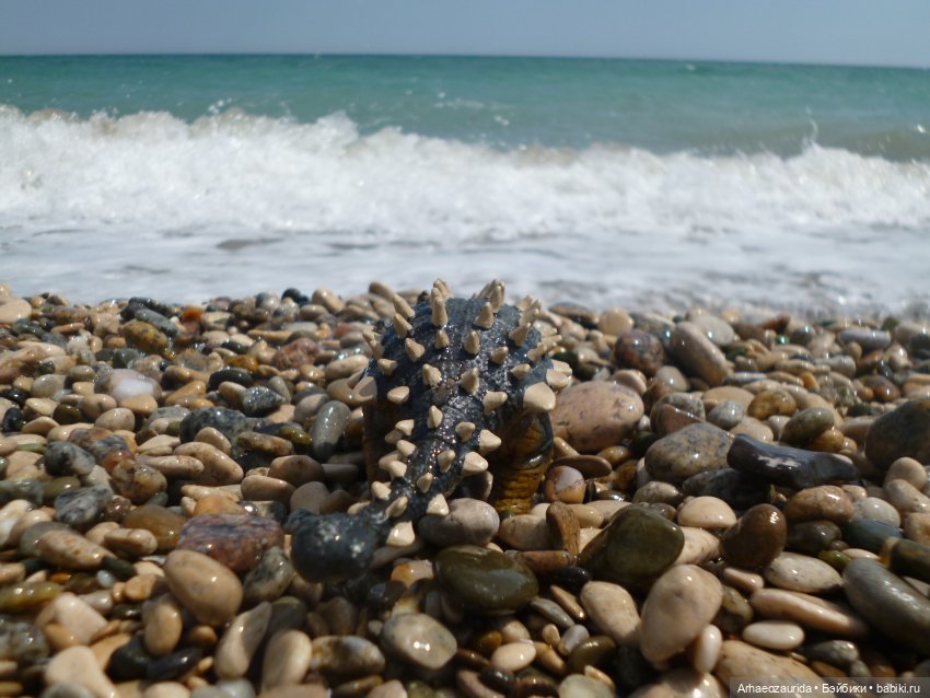 Скрытноречье: ящеры в горах и у моря