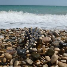 Скрытноречье: ящеры в горах и у моря