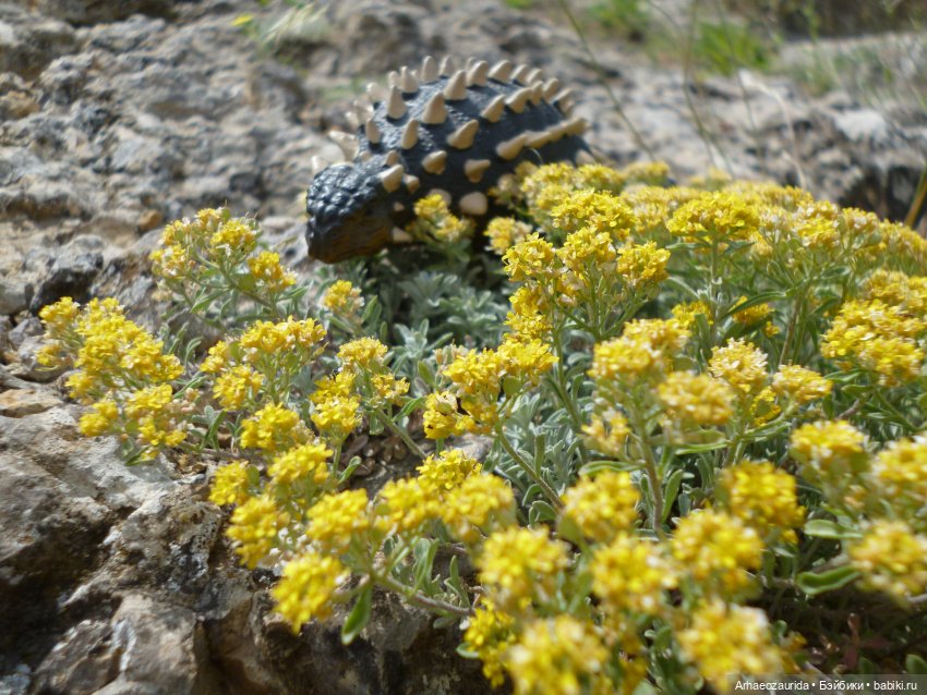 Путешествие Зурги: горные тропы (фото 10)