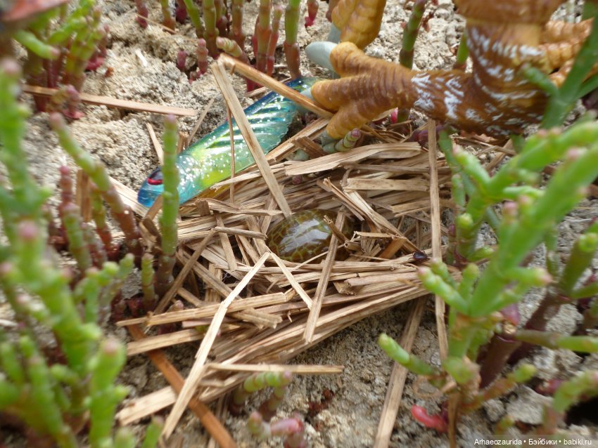 Путешествие Зурги: древнее гнездовье