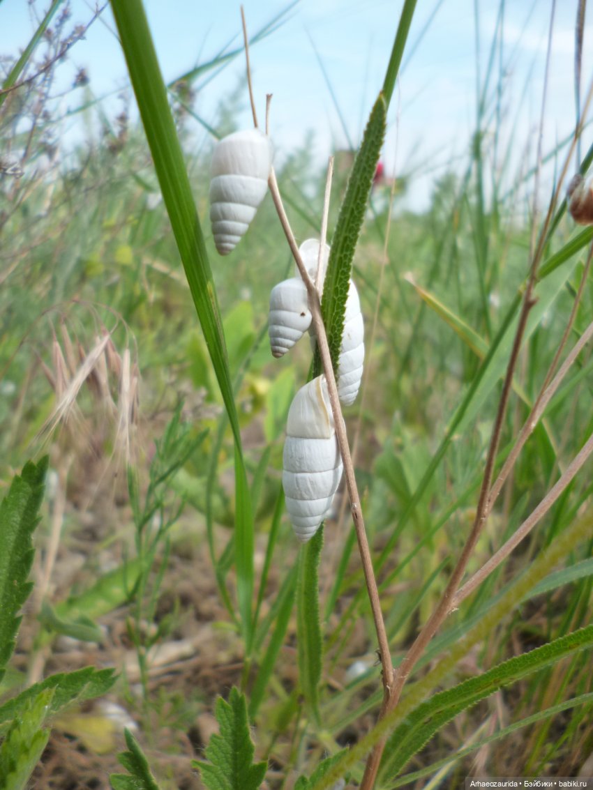 Путешествие Зурги: древнее гнездовье (фото 6)