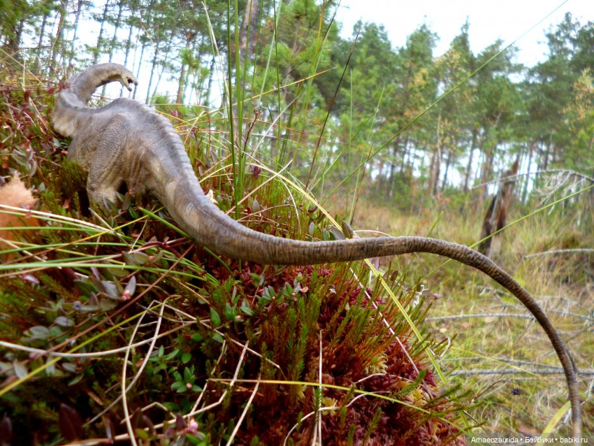 Лесные дела: блуждающий гигант (фото 7)