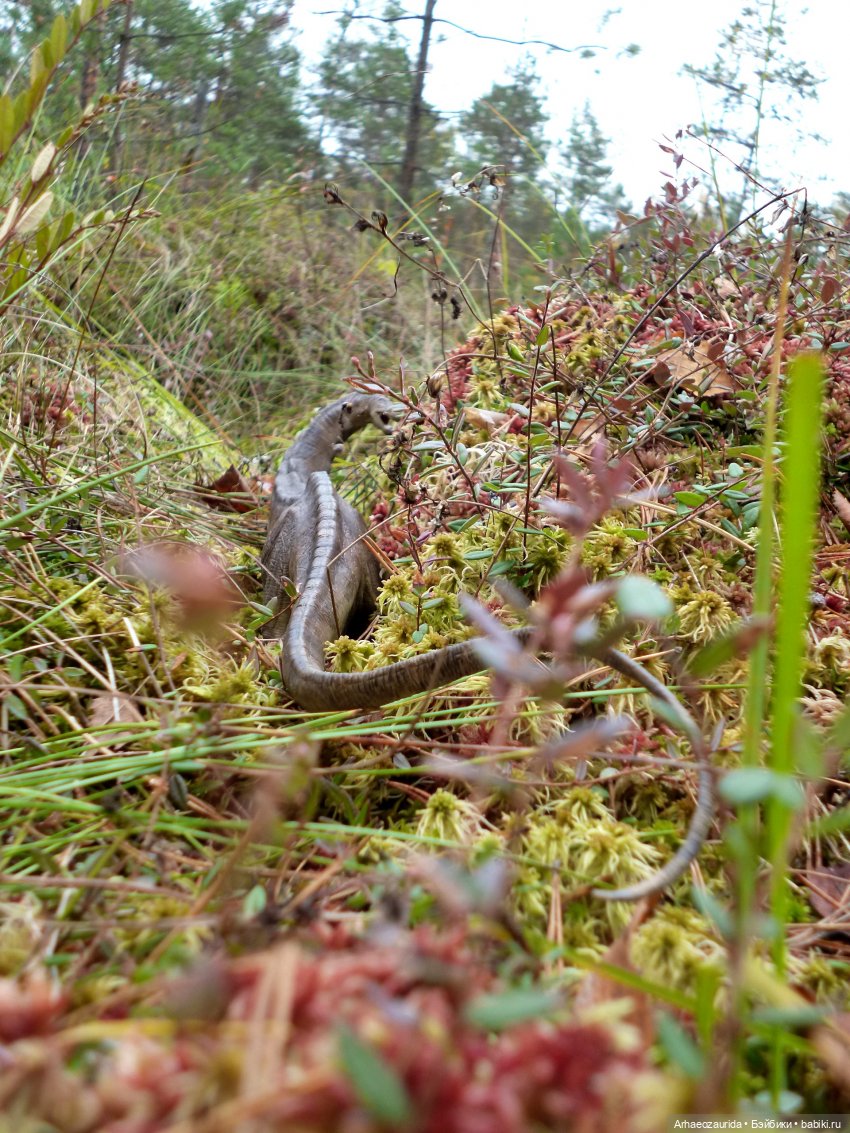 Лесные дела: блуждающий гигант (фото 6)