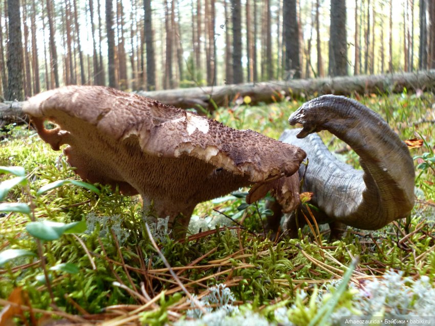 Лесные дела: блуждающий гигант (фото 3)