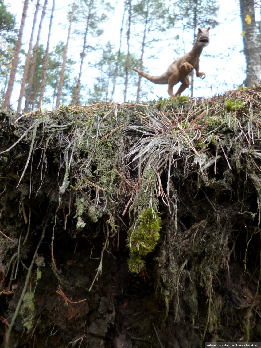 Лесные дела: блуждающий гигант (фото 10)