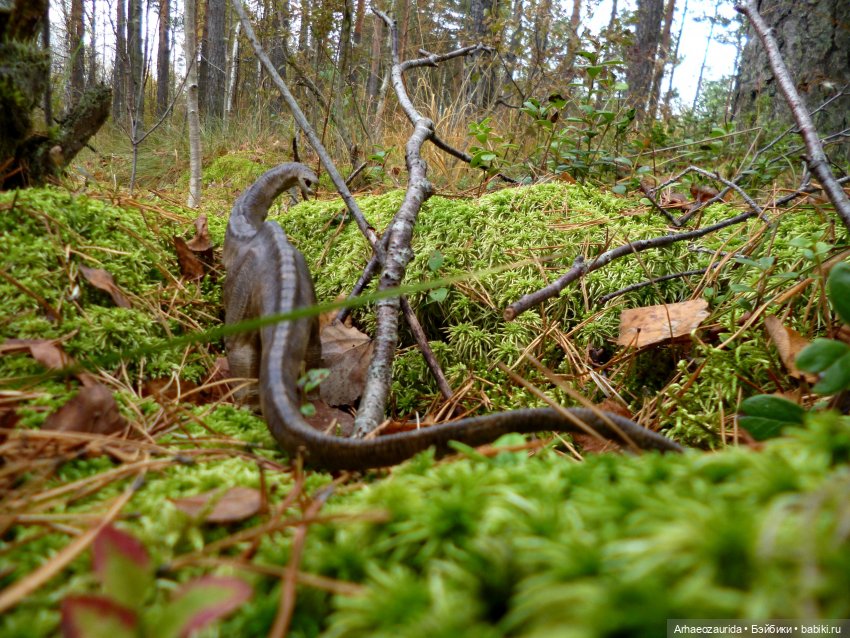 Лесные дела: блуждающий гигант (фото 4)
