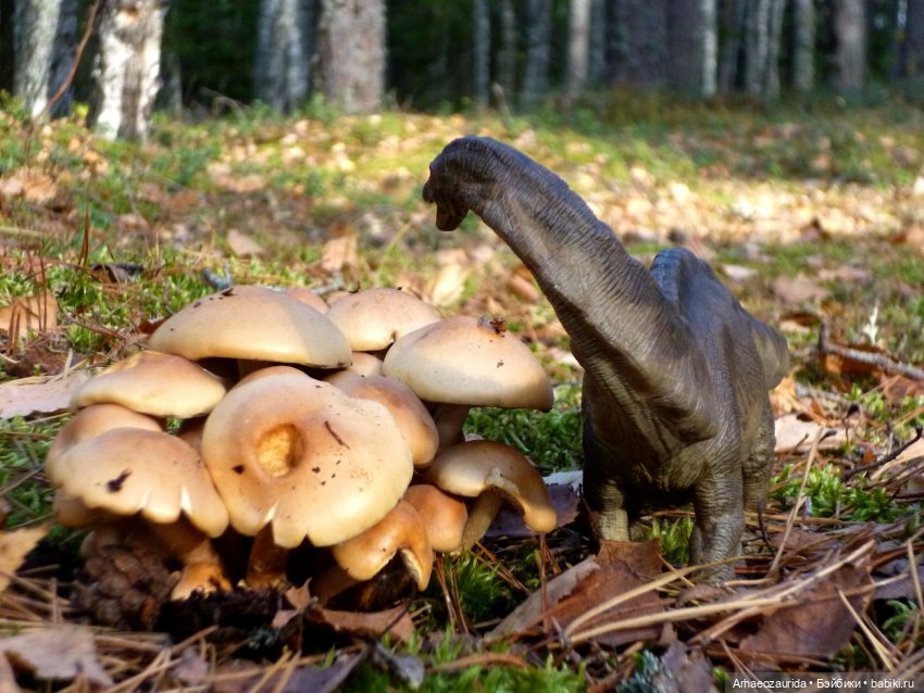 Лесные дела: блуждающий гигант (фото 9)