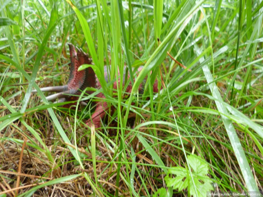 Лесные дела: охота Хазгира (фото 2)