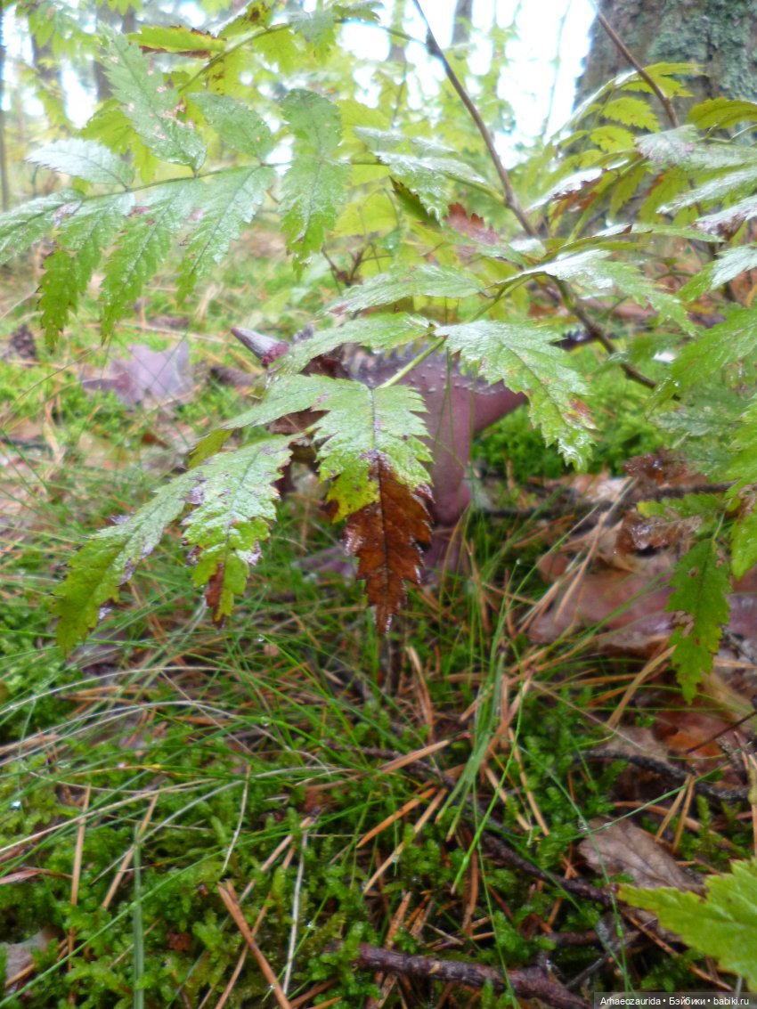 Лесные дела: охота Хазгира (фото 3)