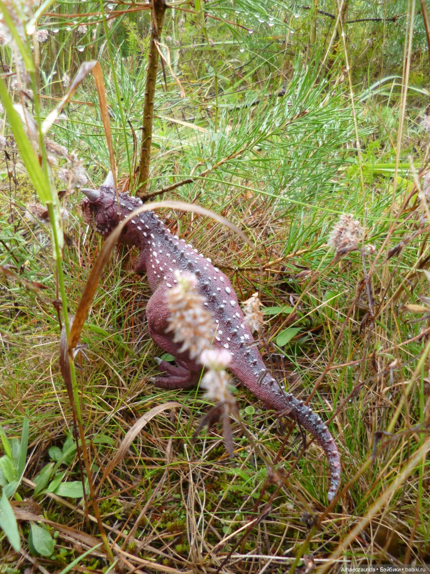 Лесные дела: охота Хазгира (фото 8)