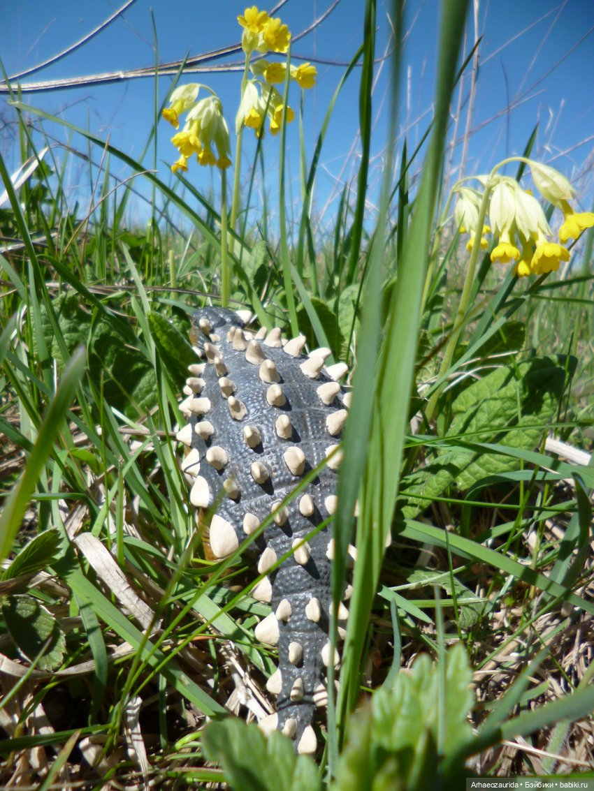 На север: по дороге мха — Интересные игрушки и фигурки (разное): редкие (фото 4)