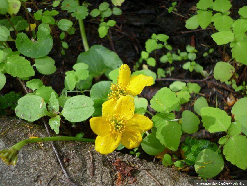 Папоротниковый лес: два ящера (фото 3)