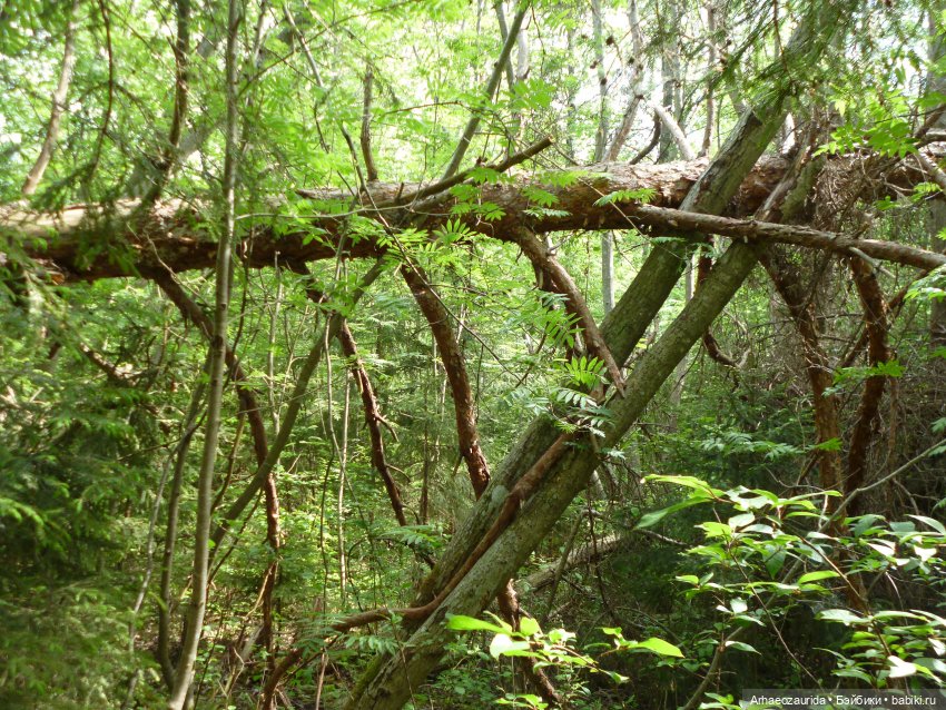 Папоротниковый лес: два ящера (фото 6)