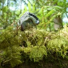 Папоротниковый лес: два ящера