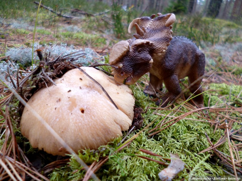 Лесные дела: семейство пахиринозавров (фото 8)