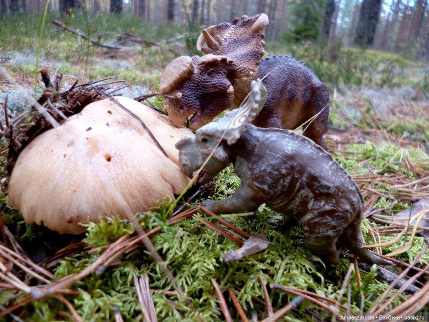 Лесные дела: семейство пахиринозавров (фото 9)