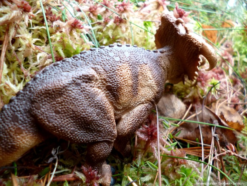 Лесные дела: семейство пахиринозавров (фото 4)