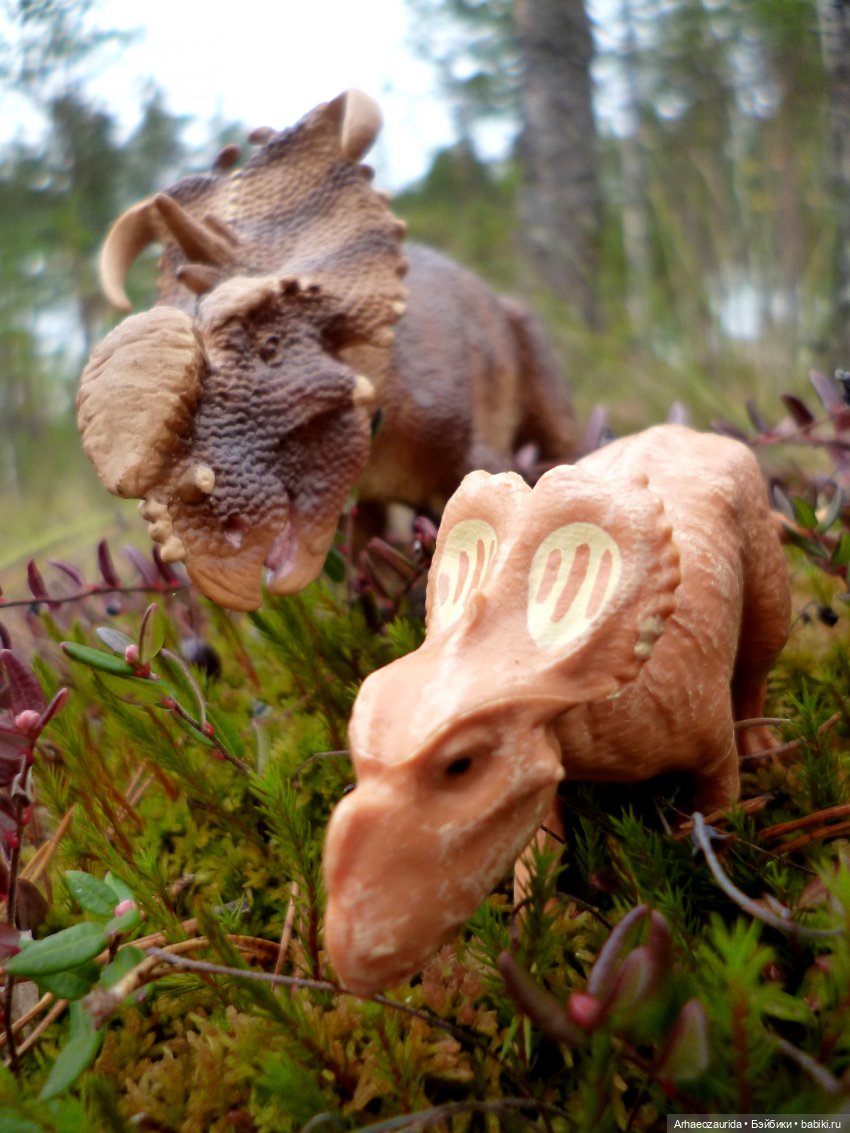 Лесные дела: семейство пахиринозавров (фото 7)