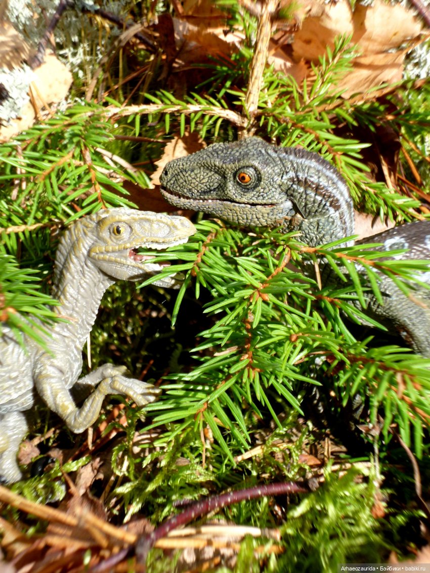 Лесные дела: слишком маленькая стая