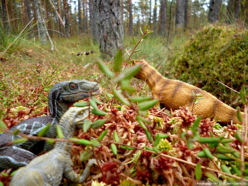 Лесные дела: слишком маленькая стая (фото 9)