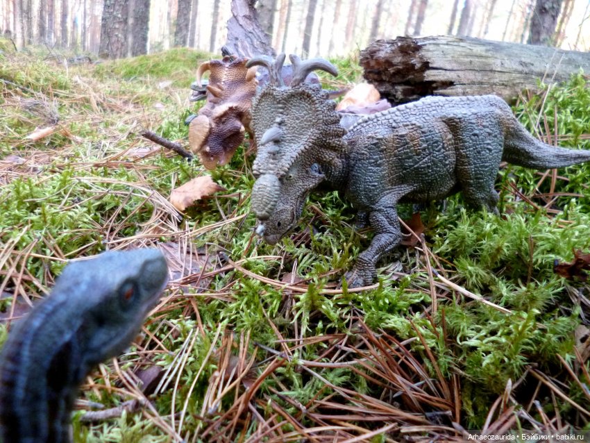 Лесные дела: слишком маленькая стая