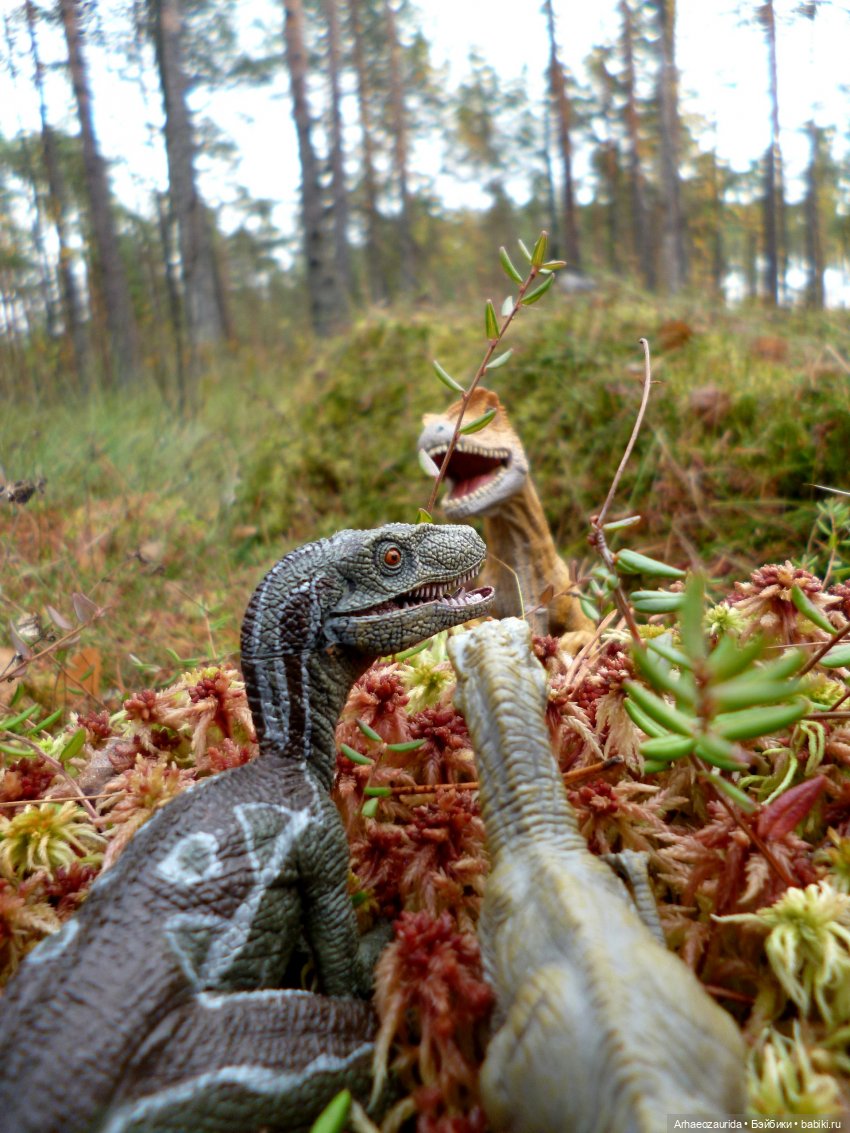 Лесные дела: слишком маленькая стая