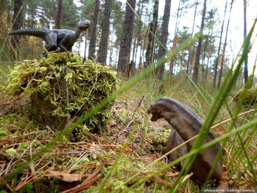 Лесные дела: слишком маленькая стая (фото 4)