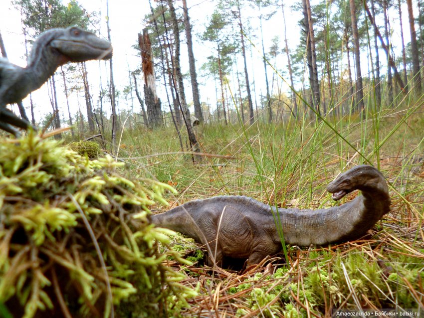 Лесные дела: слишком маленькая стая (фото 3)