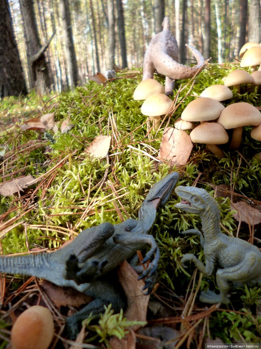 Лесные дела: слишком маленькая стая