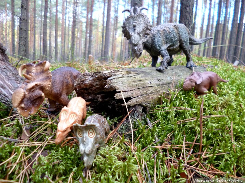 Лесные дела: слишком маленькая стая