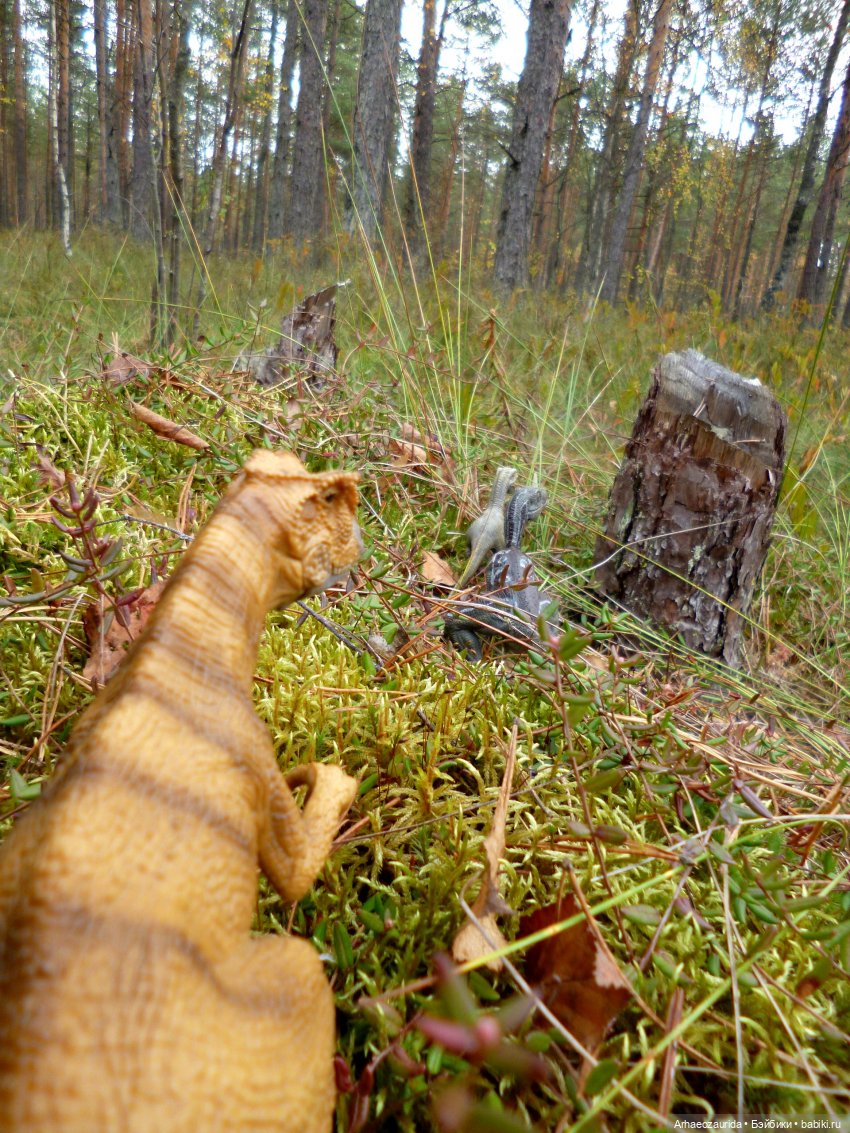 Лесные дела: слишком маленькая стая