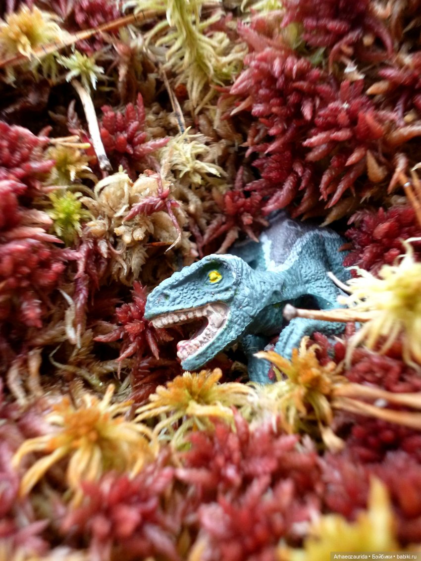 Лесные дела: слишком маленькая стая (фото 2)