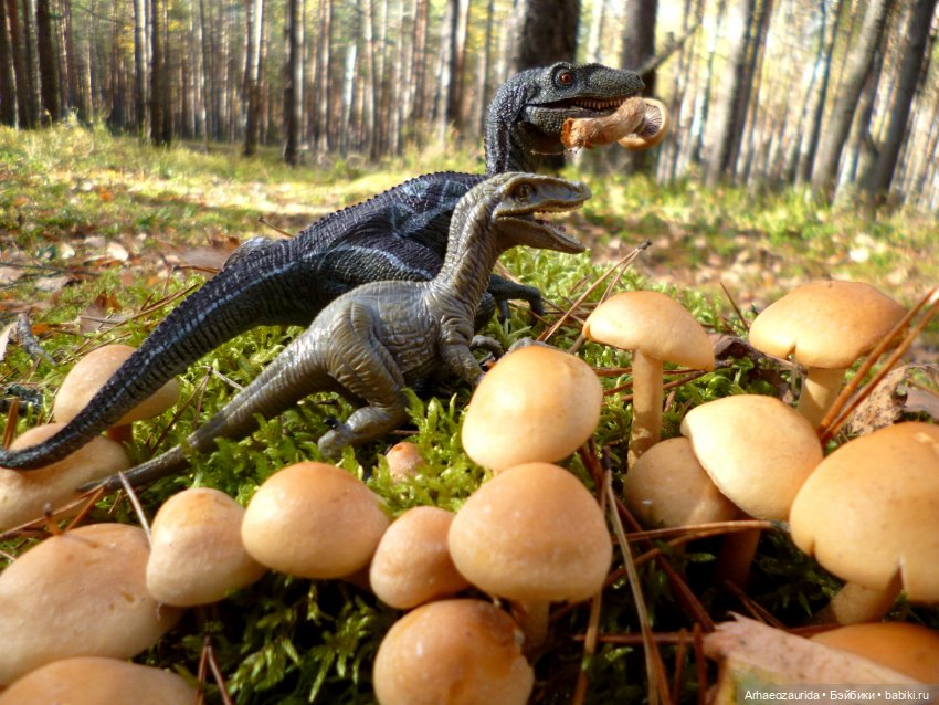 Лесные дела: слишком маленькая стая