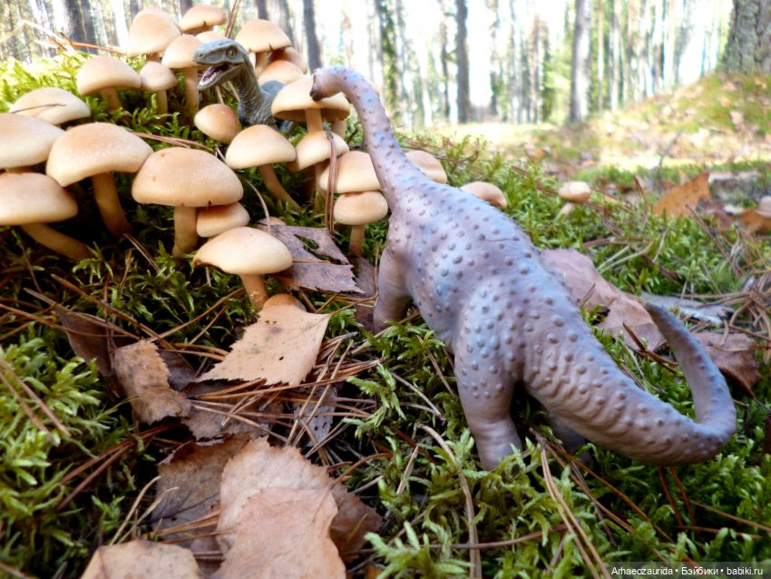 Лесные дела: слишком маленькая стая