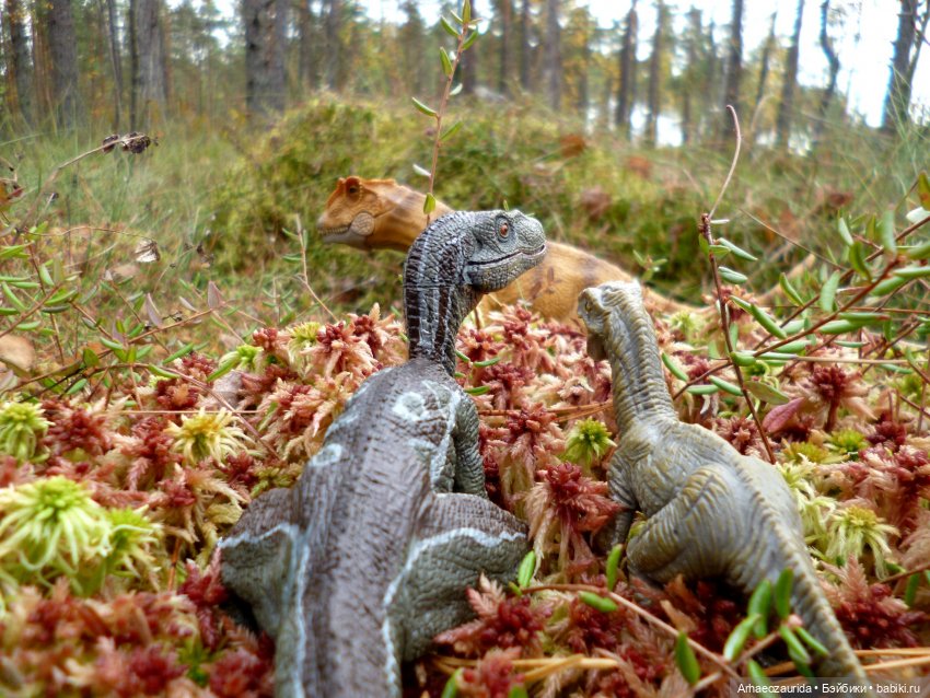 Лесные дела: слишком маленькая стая (фото 10)